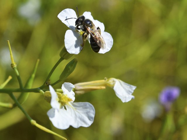 Neben Bienen tummeln sich Hummeln, Schmetterlinge und Schwebfliegen auf der Blühfläche