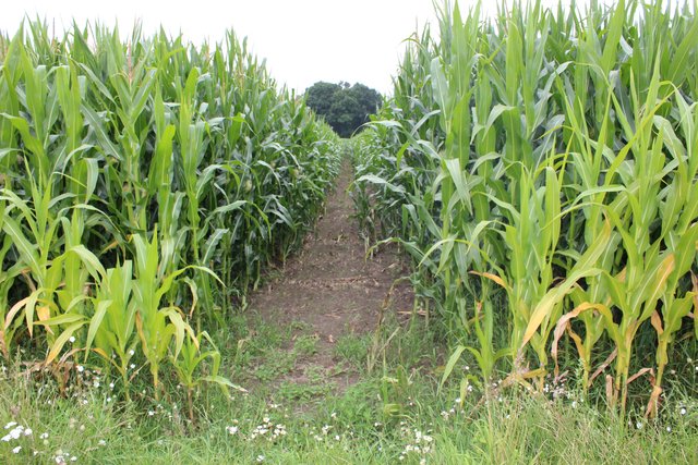 Der Grabhügel am Ende dieses Maisfeldes ist an den Bäumen zu erkennen