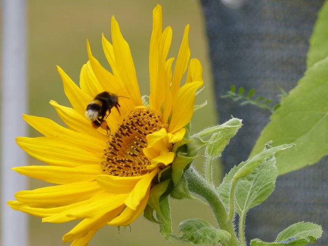 Foto: Marion Pohl aus Rosengarten
