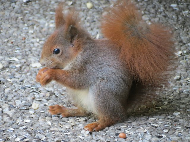 Foto: Ruth Flory aus Jesteburg