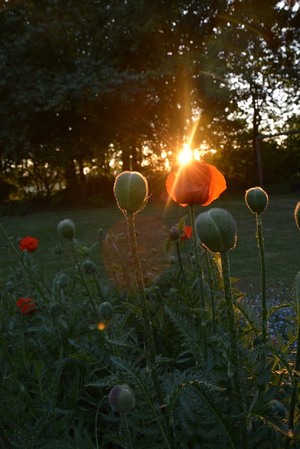 Foto: Doris Mädge aus Eyendorf