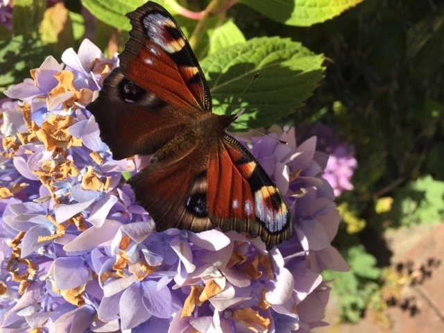 Foto: Claudia Glowa aus Rosengarten