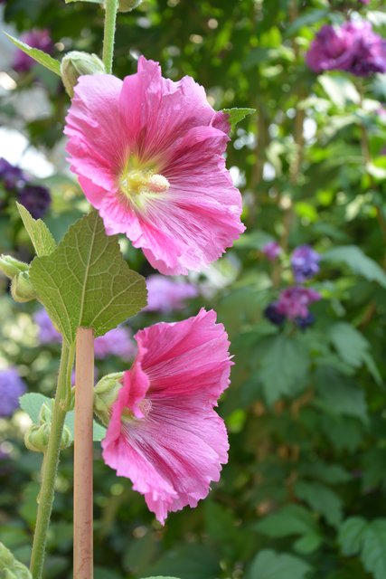 Foto: Doris Mädge aus Eyendorf