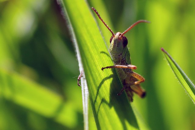 Foto: Joachim Gorwa aus Marschacht