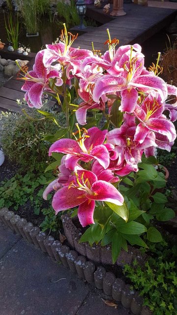 Foto: Stephanie Wegner aus Drage