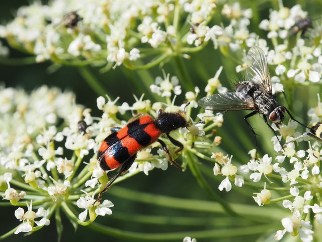 Foto: Wolfgang Calmano aus Holm-Seppensen