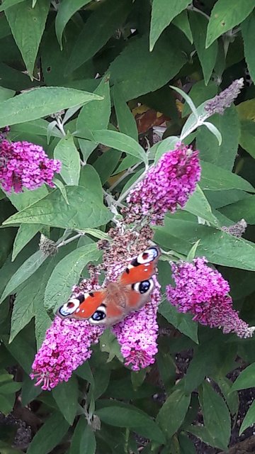 Foto: Irene Ahlheit aus Winsen