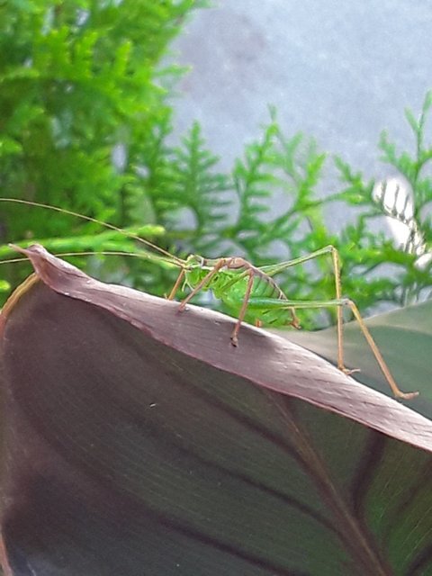 Foto: Astrid Faroß aus Heidenau