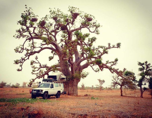 Affenbrotbaum "Baobab" im Senegal | Foto: Lost Track