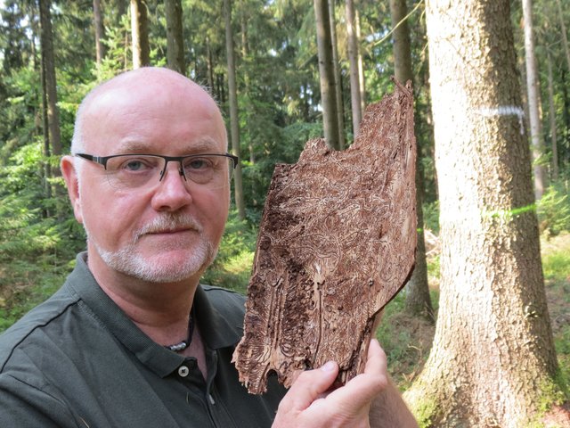 Hans Sierk von den Niedersächsischen Landesforsten zeigt an einem Stück Baumrinde die Fressmuster von Borkenkäfern