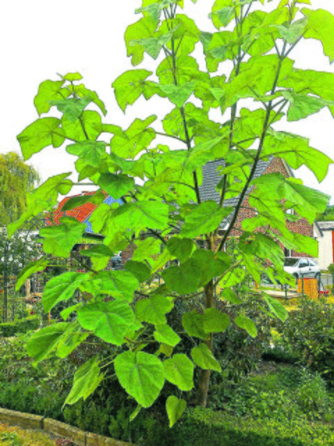 Ein vier Meter hoher Kiri-Baum im Garten von Rosi Eschermann aus Abbenfleth