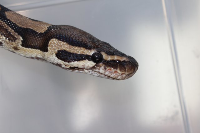 Eine der vier ausgesetzten Königspythons