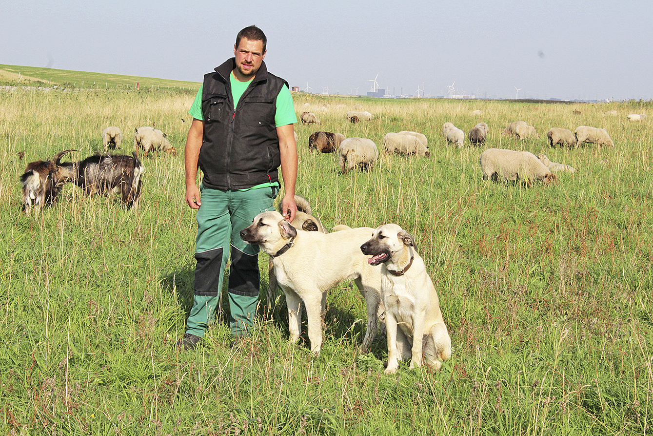 Die jungen Herdenschutzhunde erleichtern Benjamin Heinz die Arbeit. Sie wachen - meistens alleine - Tag und Nacht über die Schafe