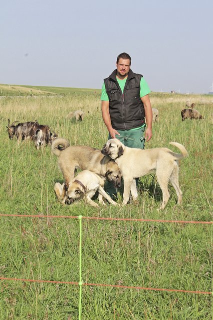 Immer hinterm Zaun: die drei Kangals von Schäfer Benjamin Heinz