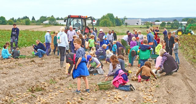 Starkes Teamwork: 70 Schulkinder, viele Eltern und Großeltern sowie das "Rentnerteam" des Vereins "Salzhausen e.V." hatten auf dem Acker von Jürgen Petersen in Oelstorf rund 30 Zentner Kartoffeln geerntet, die beim Kirch- und Markttag kostenlos an die Besucher verteilt wurden | Foto: Einar Petersen
