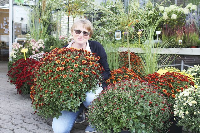 Ute Lühnen hält selbst gezogene Chrysanthemen bereit  Foto: Mona Brunert