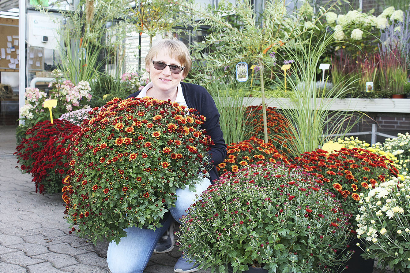 Ute Lühnen hält selbst gezogene Chrysanthemen bereit Foto: Mona Brunert