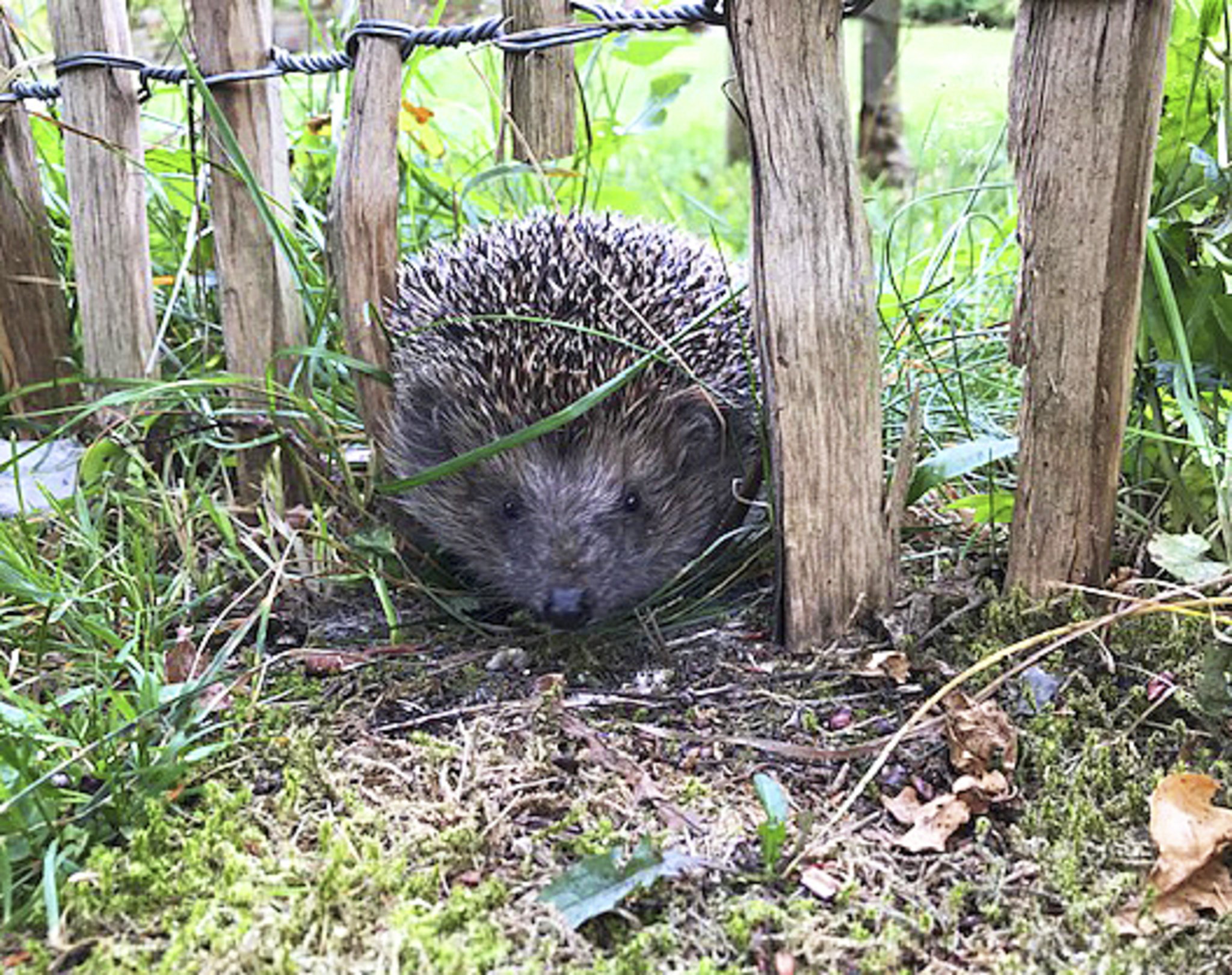 Harte Zeiten für Stacheltiere Tostedt