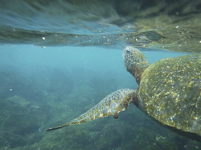 Besonderes Erlebnis: 
Tauchen mit den Schildkröten | Foto: Sina Bertram