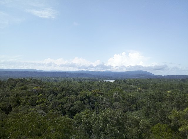 Blick über den tropischen Regenwald in Ecuador | Foto: Sina Bertram