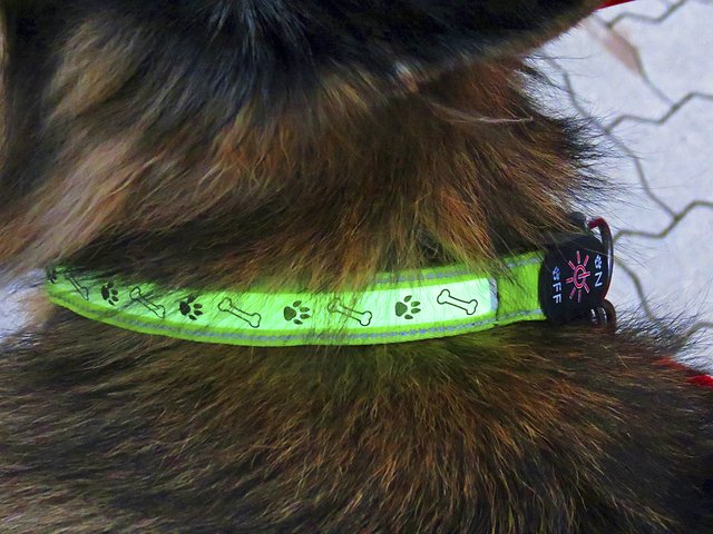 Ein leuchtendes LED-Halsband macht Hunde in der Dunkelheit sichtbar