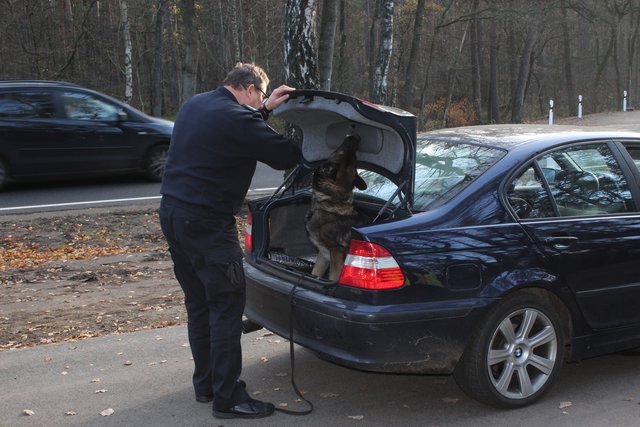 Ein Spürhund durchschnüüffelt den Kofferraum eines Pkw nach Drogen