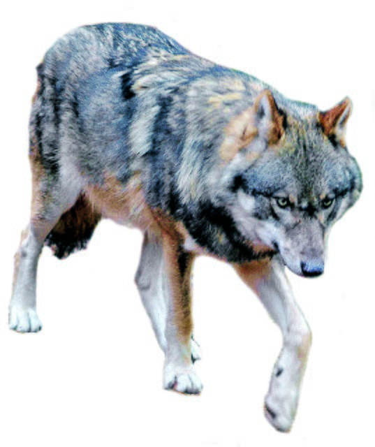 Der Wolf: Teil der Natur oder Störenfried? | Foto: bim