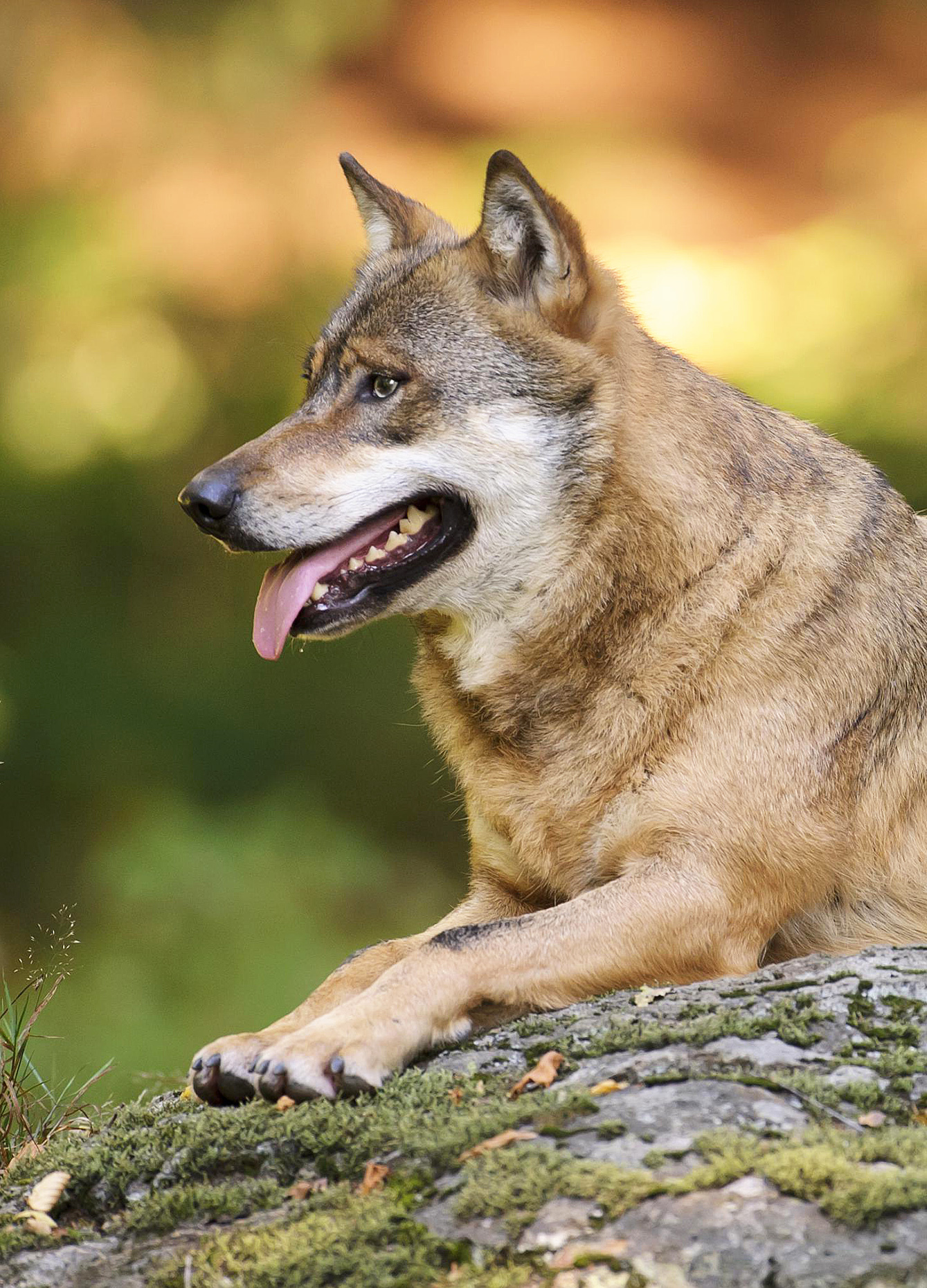 Wie bedrohlich ist der Wolf für den Menschen? Foto: DJV/Rolfes