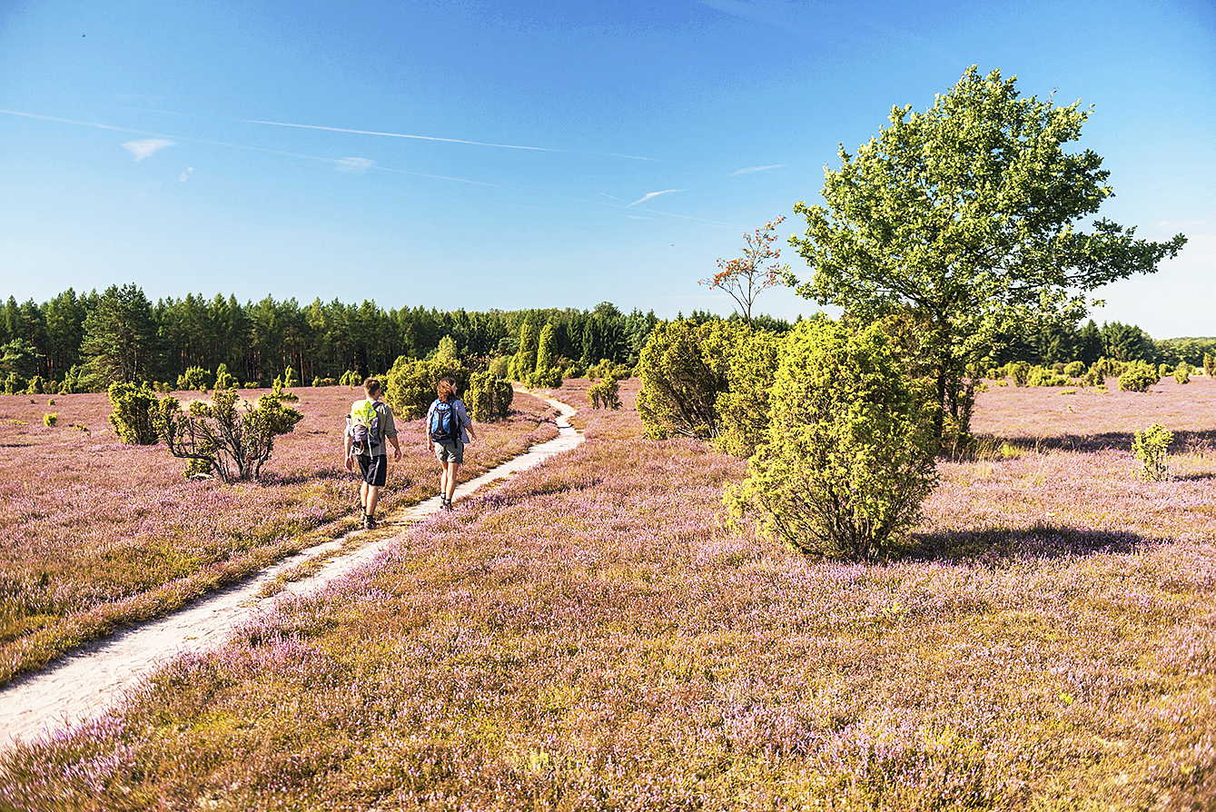 Die Lüneburger Heide erfreut sich steigender Beliebtheit - daran konnte auch der heiße Sommer nichts ändern