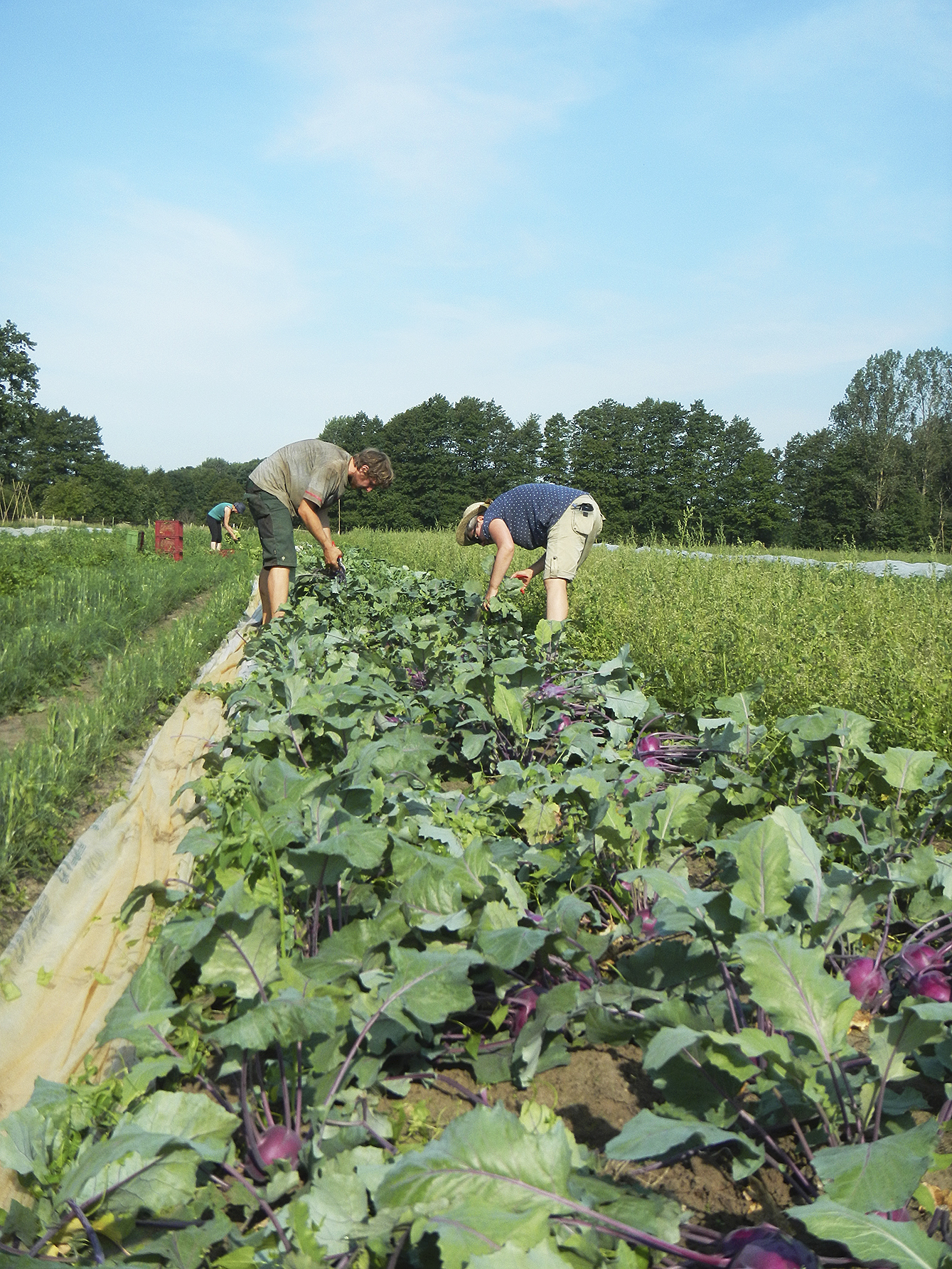 Bei der Kohlrabi-Ernte können die Mitglieder auf dem Acker selbst anpacken