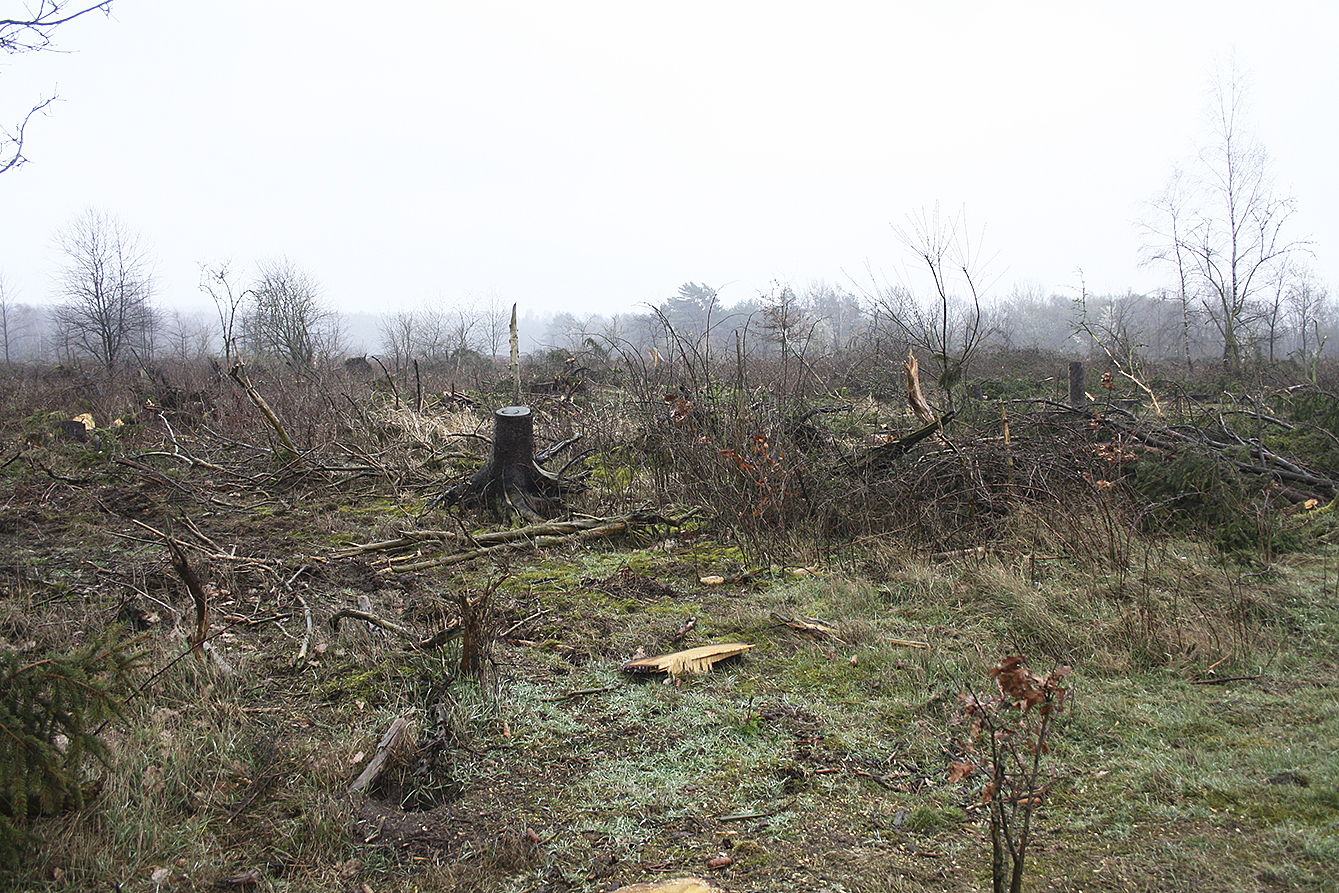 Von dem Waldstück am Itzenbüttler Weg ist nicht viel übriggeblieben Fotos: os/bim