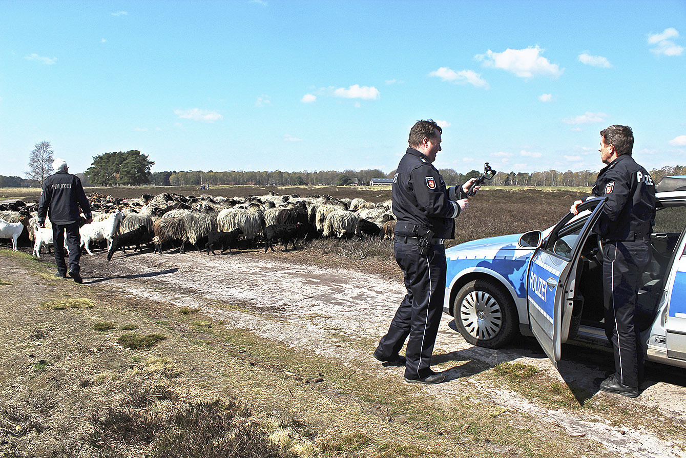 Der Dreh: Ulf Staroste (re.) guckt ungläubig auf die Schafherde, die den Weg versperrt.
Hans-Hermann Overbeck (li.) versucht, die Tiere auseinanderzutreiben, während Polizeisprecher Jan Krüger filmt Fotos: thl