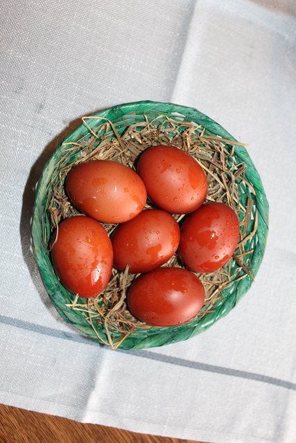 Das Maran legt schokoladenbraune Eier