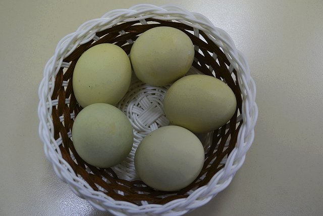 Die Eier des Araucana-Huhns sind hellgrün