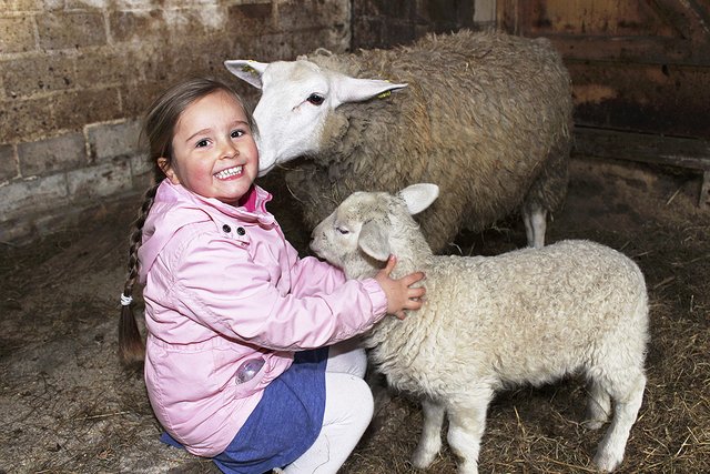 Zum Knutschen findet Schaf "Lämmi" die kleine Valerie. Das Mädchen hat Lämmi im letzten Jahr noch mit der Flasche gefüttert. Inzwischen sind schon wieder viele neue Lämmer geboren