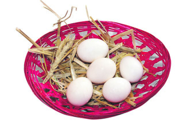 Je nach Größe des Geflügels sind die Eier klein, z.B. beim Zwerghuhn, ...
