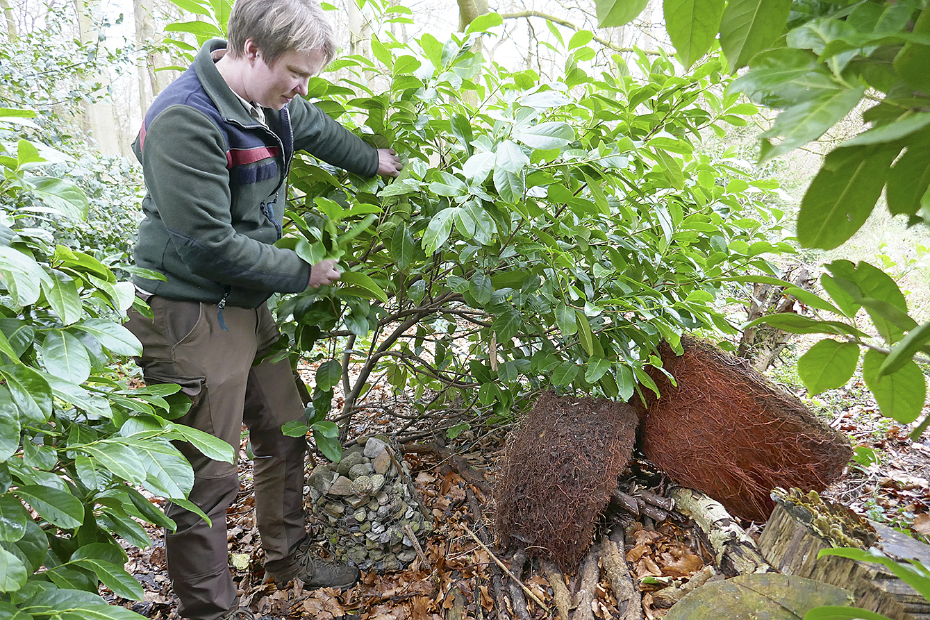 Melanie Offermanns zeigt unter einem Kirschlorbeer große Wurzelballen vertrockneter
Kübelpflanzen Foto: Niedersächsische Landesforsten