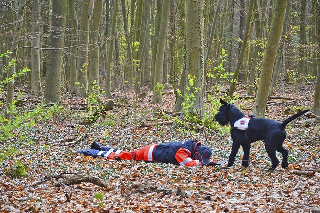 Der Riesenschnauzer Cooper zeigt durch Verbellen den Fund einer Person an | Foto: sc