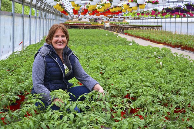 In der Gärtnerei von Gesine Funk sind 14 Tomatensorten erhältlich