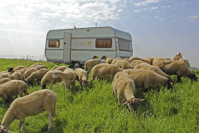 "Wir hatten Glück", sagt Deichschäfer Vasile Buza. Seine Schafe hatten sich zur Zeit der Wolfssichtung in Sicherheit befunden