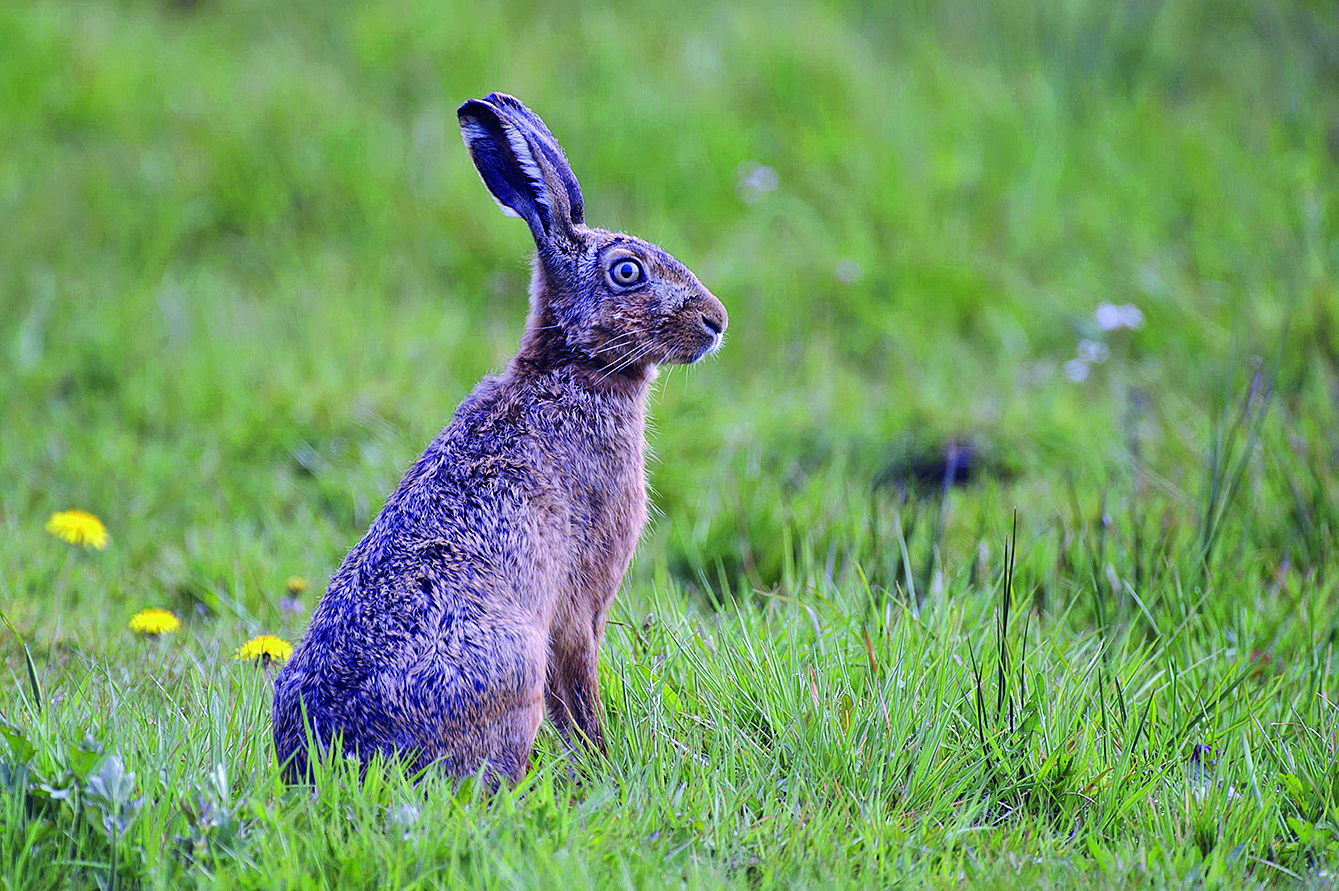 Hasen und Wildkaninchen werden häufig
von dem Bakterium befallen