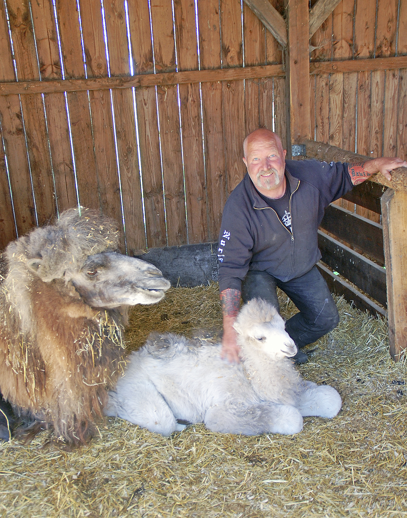 Thorsten Neumann und Kamelmutter Renate kümmern sich liebevoll um das kleine Kamelmädchen Jette Foto: ig