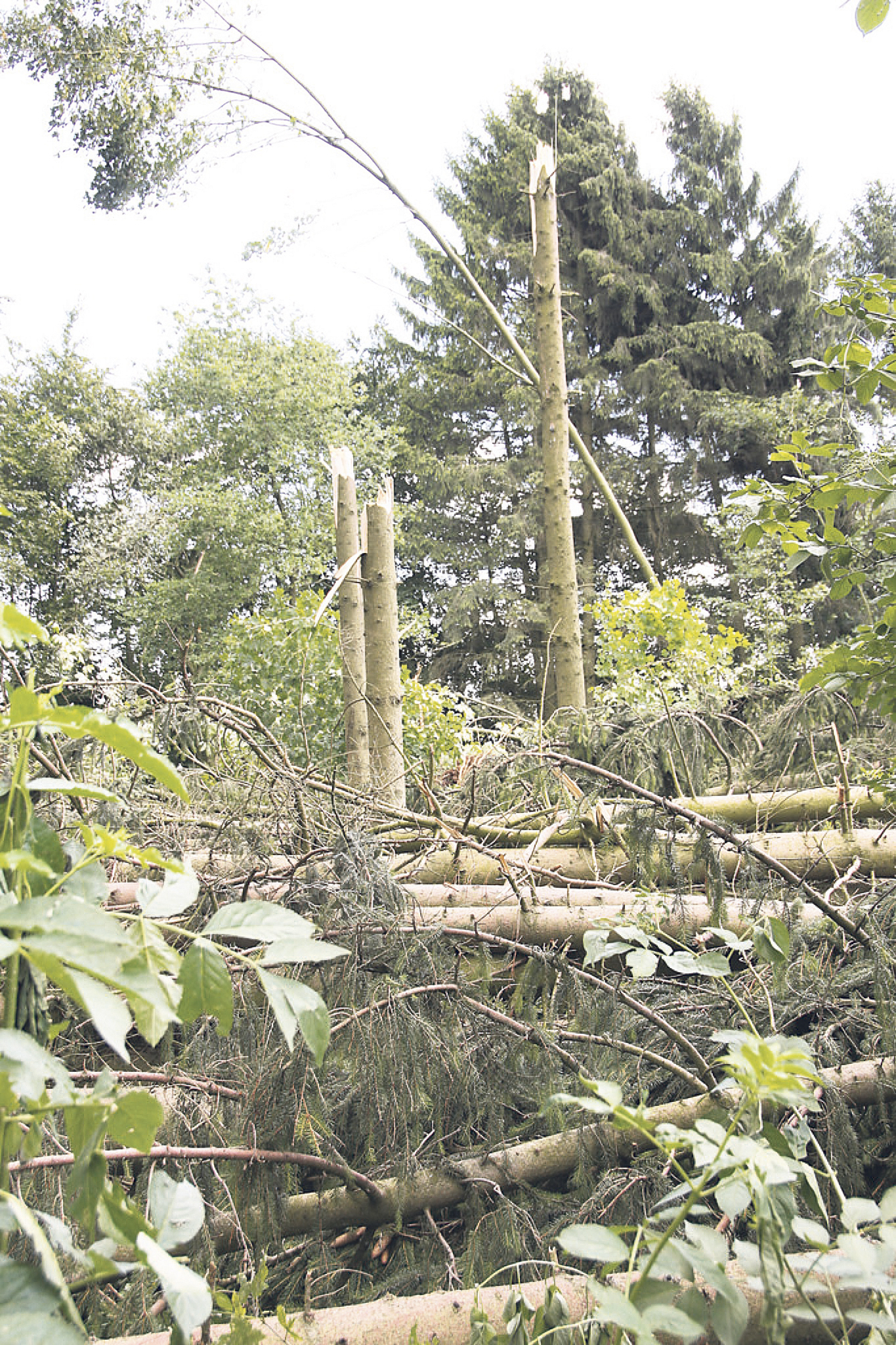 Sturm, Dürre und Borkenkäfer haben im Wald
immensen Schaden verursacht Fotos: jd/mi