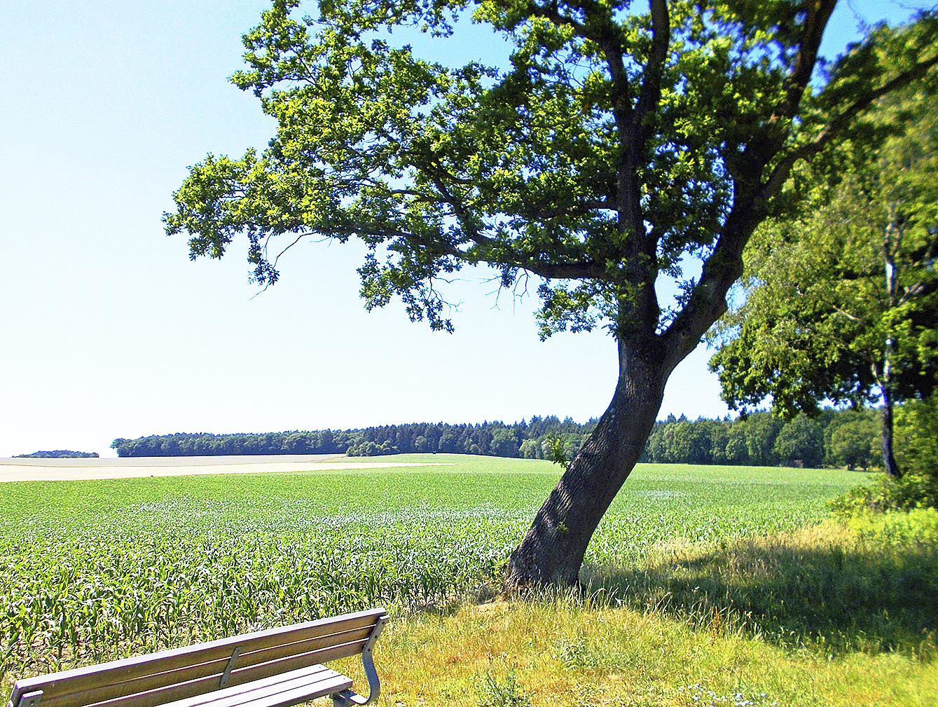Neben Wald prägen auch landwirtschaftliche Flächen das LSG
„Rosengarten – Kiekeberg – Stuvenwald“