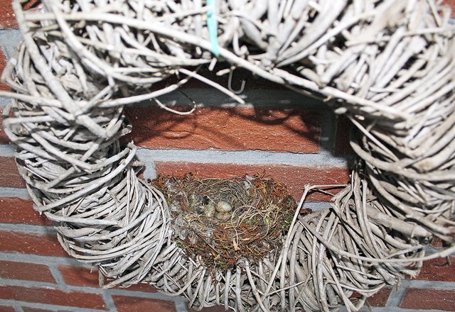Im Garten von Familie Viets brüten sechs Vogelpärchen. Hier ein Nest in einem Deko-Kranz auf der Terrasse