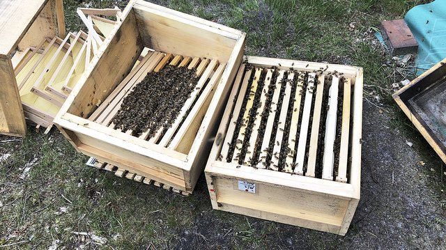 Die meisten Bienen hatten in der Kälte keine Überlebenschance | Foto: Salerno