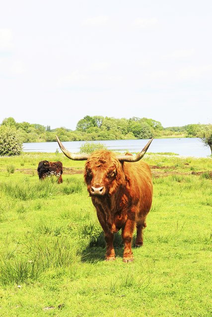 Bulle "Bodo" und seine Herde bieten einen idyllischen Anblick | Foto: Landkreis Harburg