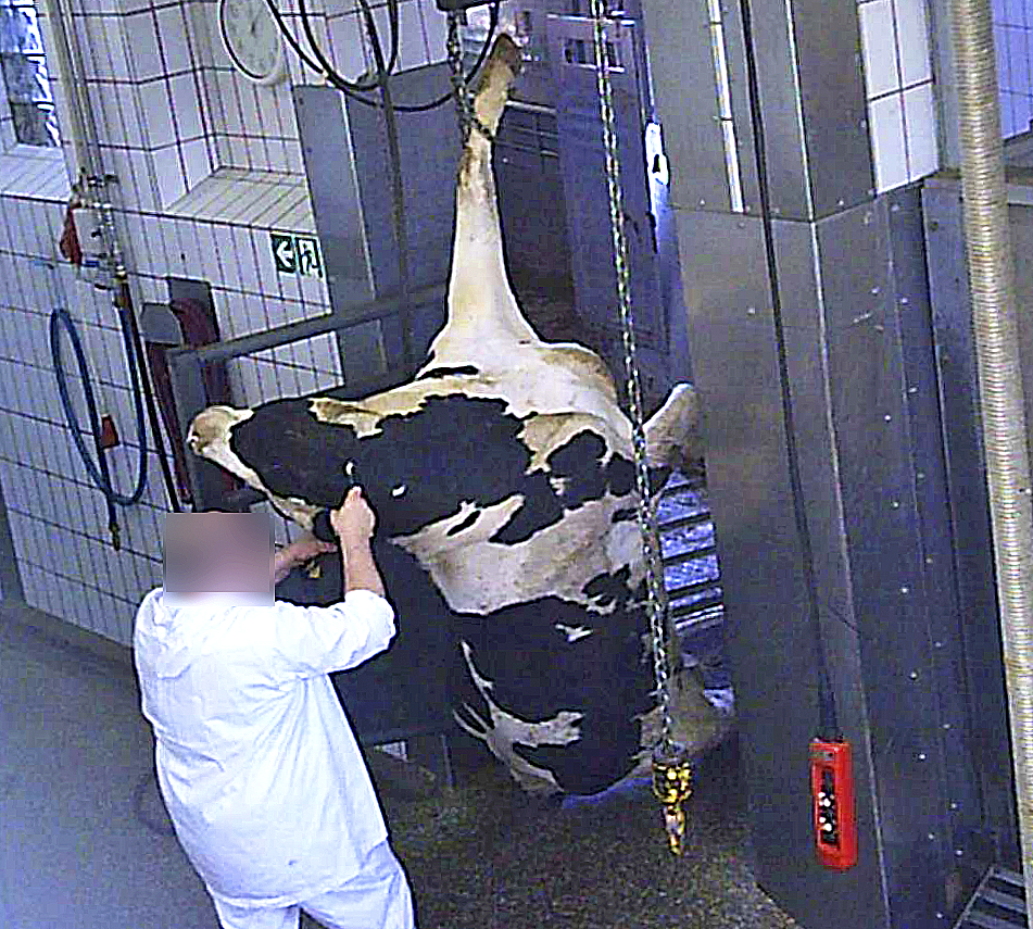 Die "Soko Tierschutz" hat mit verdeckten Videoaufnahmen den Skandal aufgedeckt Foto: Soko Tierschutz