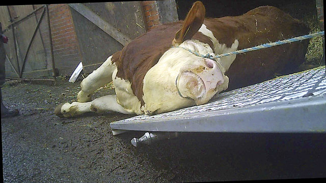 Gegen den inzwischen geschlossenen Schlachthof in Düdenbüttel wird unter anderem wegen unzulässiger Tiertransporte ermittelt Foto: SOKO Tierschutz