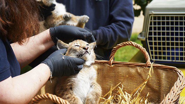 Die Luchsbabys lassen die Untersuchung tapfer über sich ergehen